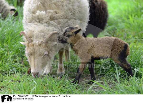Quessant Sheeps / FH-01337