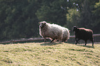Quessant sheeps
