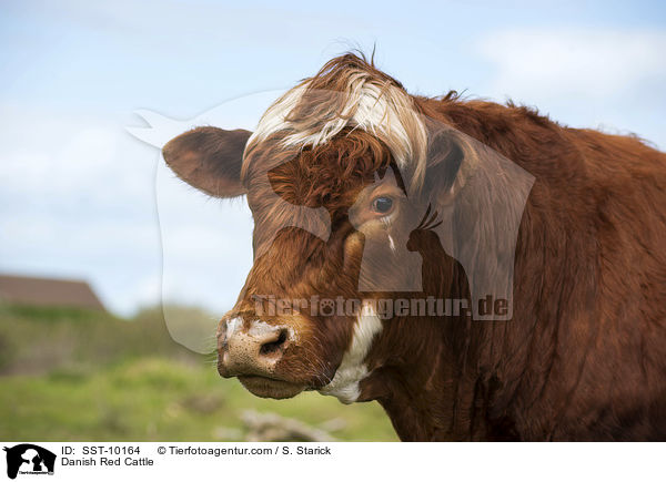 Danish Red Cattle / SST-10164