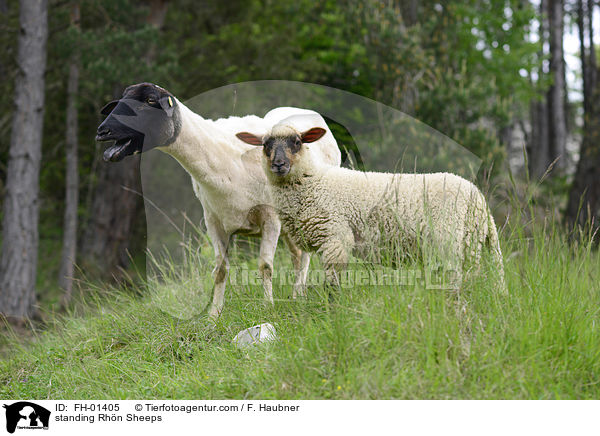 standing Rhn Sheeps / FH-01405