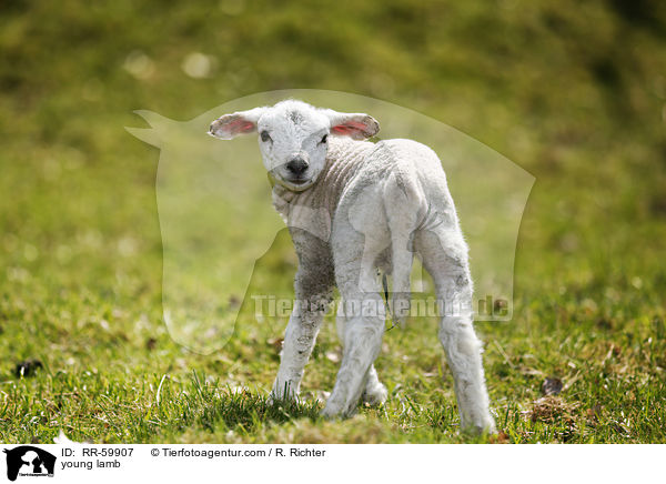 young lamb / RR-59907