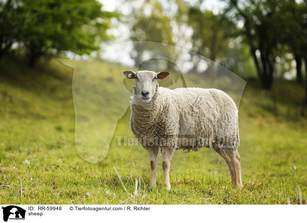 sheep / RR-59948
