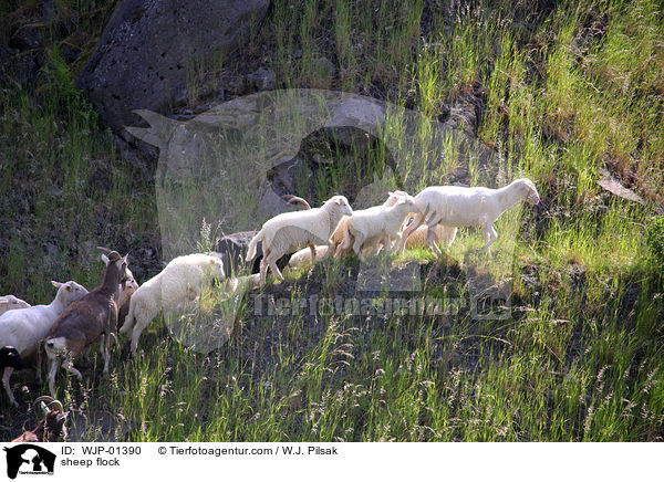 sheep flock / WJP-01390