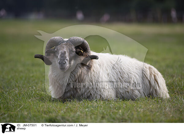 sheep / JM-07501