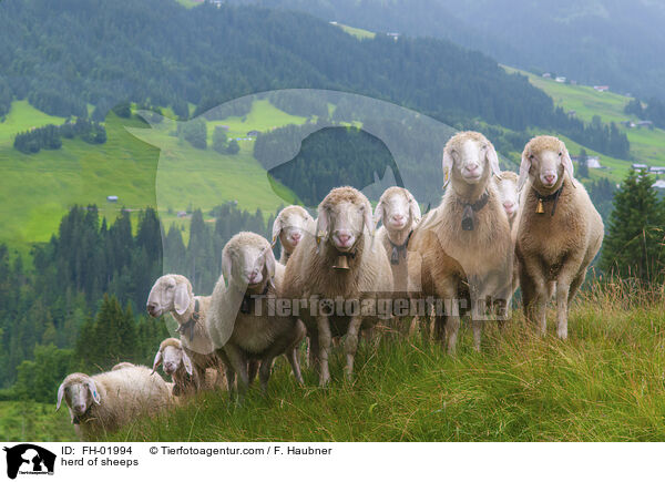 herd of sheeps / FH-01994