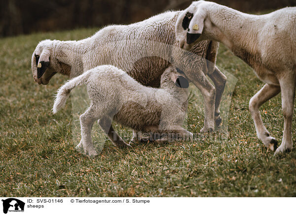 Schafe / sheeps / SVS-01146