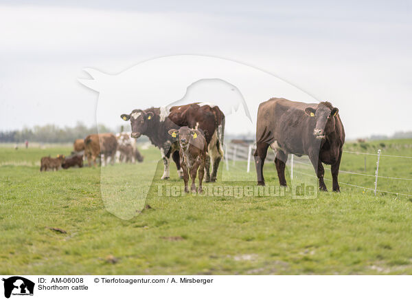 Shorthorn cattle / AM-06008