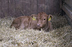 Shorthorn cattle