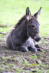 Thuringian Forest Donkey