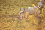 Uckermark cattle