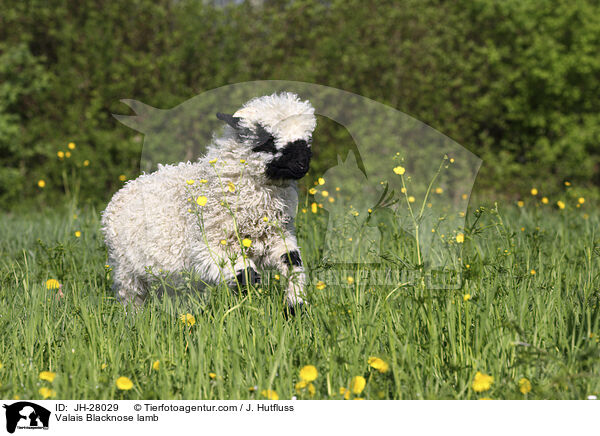Valais Blacknose lamb / JH-28029