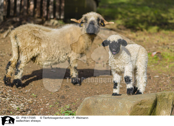 wallachian sheeps / PW-17095