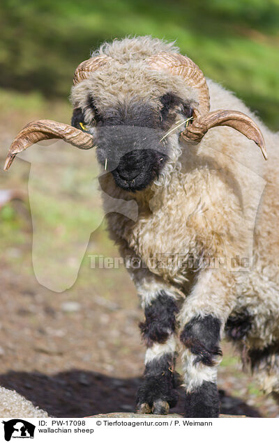 wallachian sheep / PW-17098