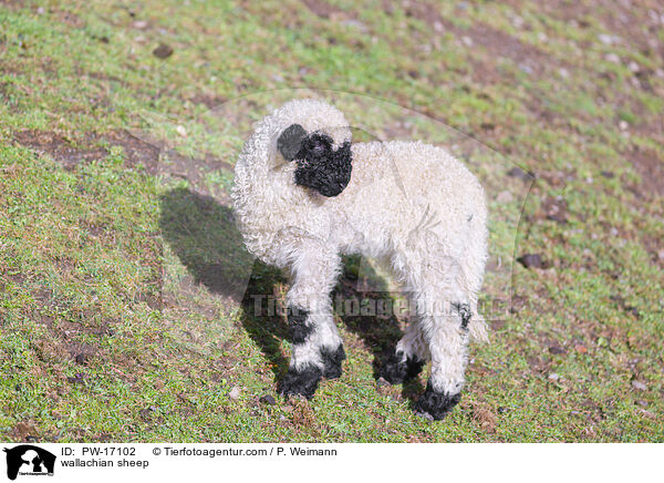 wallachian sheep / PW-17102