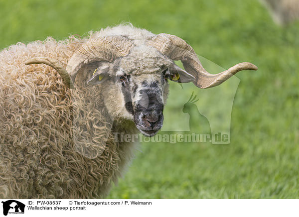 Wallachian sheep portrait / PW-08537