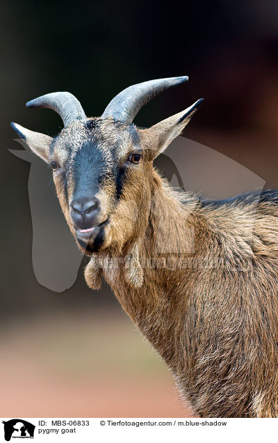 pygmy goat / MBS-06833