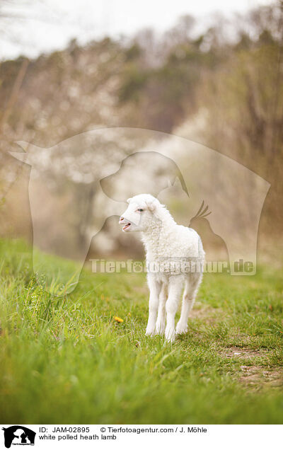 white polled heath lamb / JAM-02895