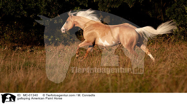 galloping American Paint Horse / MC-01340
