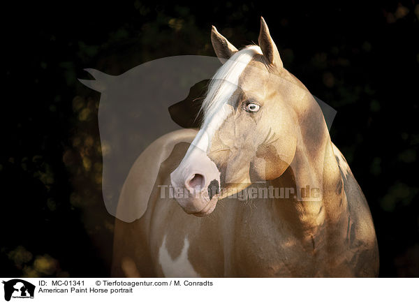 American Paint Horse portrait / MC-01341