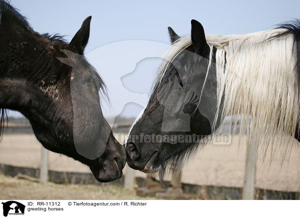 greeting horses / RR-11312