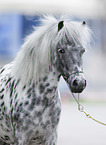 European Appaloosa-Pony Portrait