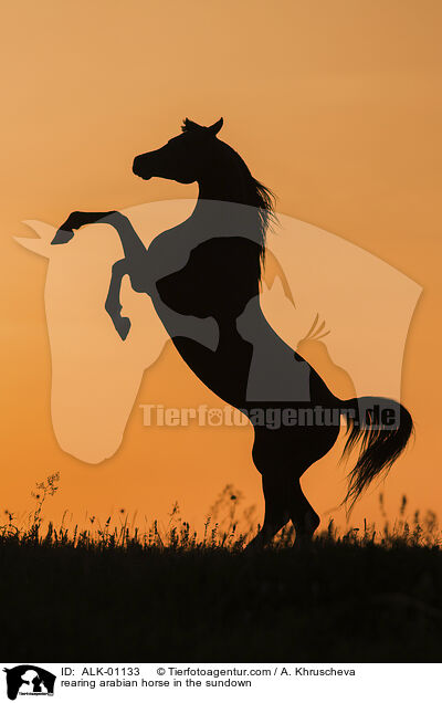 rearing arabian horse in the sundown / ALK-01133