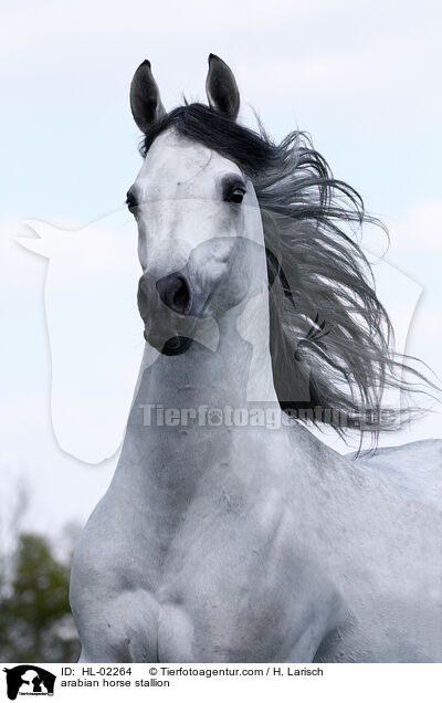 arabian horse stallion / HL-02264