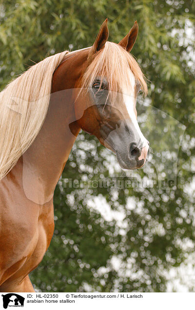 arabian horse stallion / HL-02350