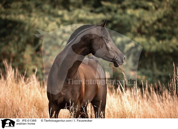 Araber / arabian horse / IFE-01366