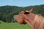 flehmening Arabian Horse