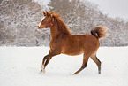arabian horses in the snow