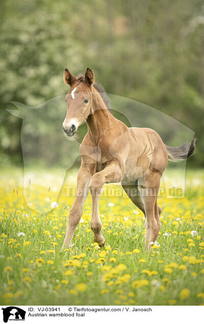 Austrian warmblood foal / VJ-03941