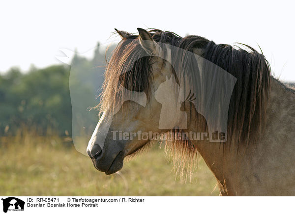 Bosnian Bosniak Horse Portrait / RR-05471