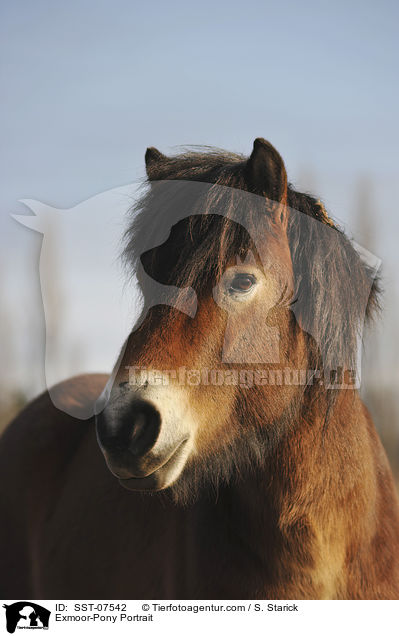 Exmoor-Pony Portrait / SST-07542