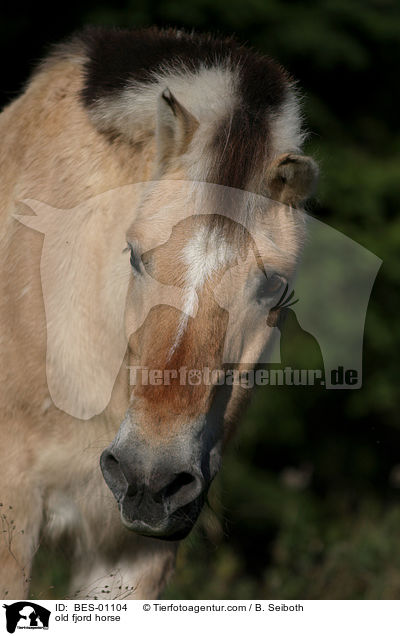 old fjord horse / BES-01104