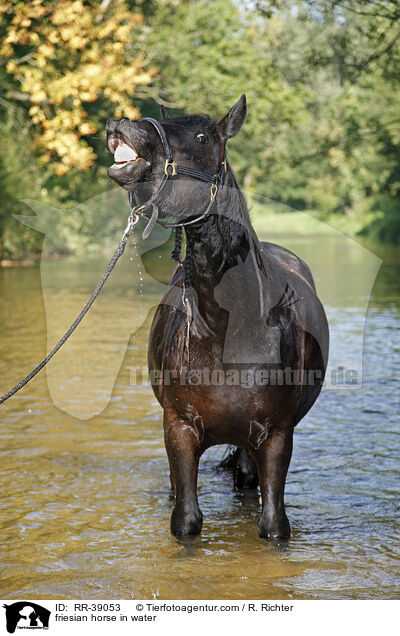 friesian horse in water / RR-39053