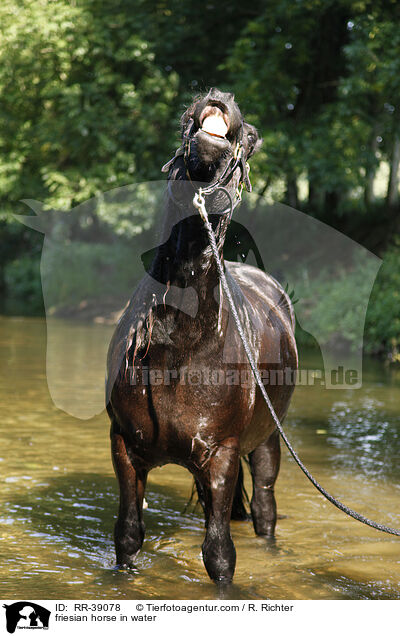 friesian horse in water / RR-39078