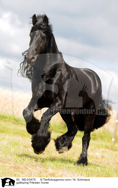 galloping Friesian horse / NS-03475