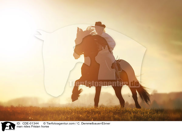 man rides Frisian horse / CDE-01344