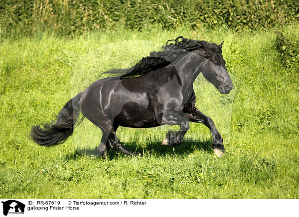 galloping Frisian Horse / RR-67619