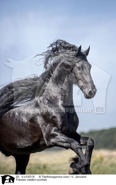Friesian stallion portrait / VJ-03519