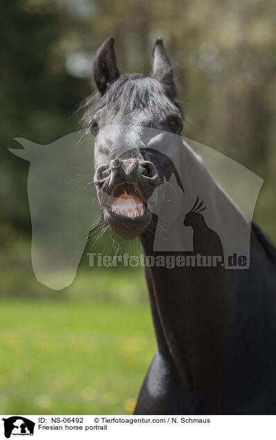 Friesian horse portrait / NS-06492