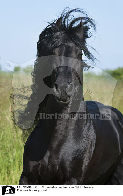 Friesian horse portrait / NS-06608