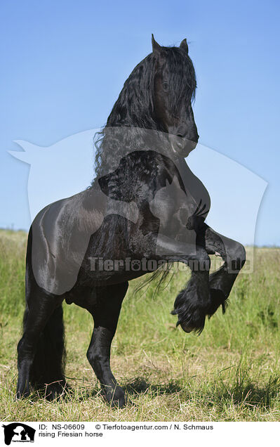rising Friesian horse / NS-06609