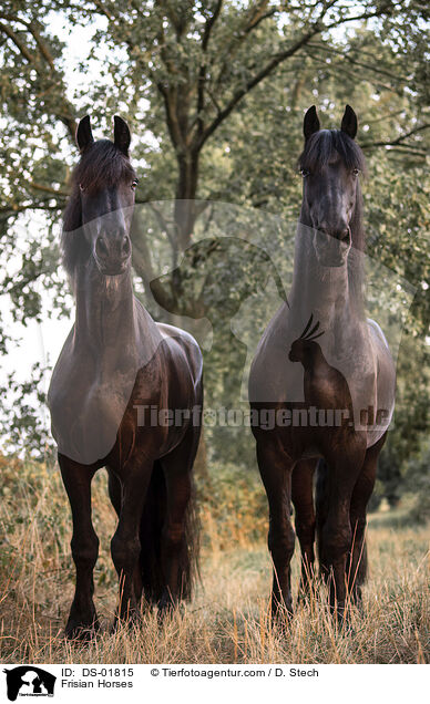 Frisian Horses / DS-01815
