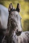 Frisian foal