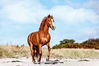 German Riding Horse
