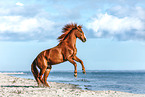 German Riding Horse