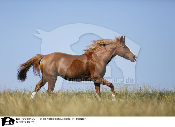 running pony / RR-55499