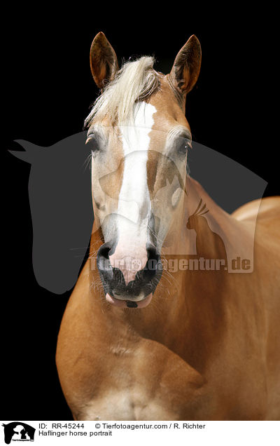 Haflinger horse portrait / RR-45244